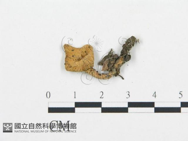 杯傘屬藏品圖，第1張
