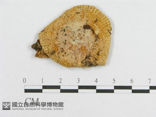 登錄號:F0012307藏品圖，第1張