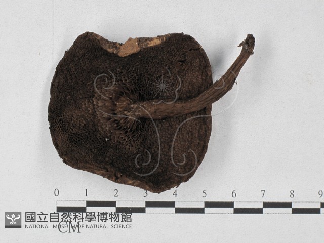 登錄號:F0027307藏品圖，第1張