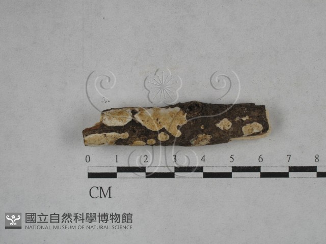 登錄號:F0025307藏品圖，第1張