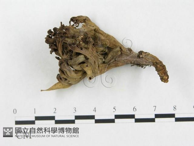登錄號:F0013307藏品圖，第1張