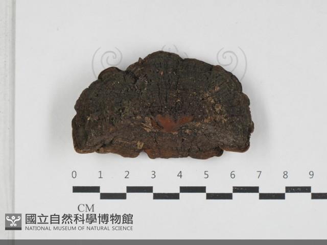 登錄號:F0033307藏品圖，第1張