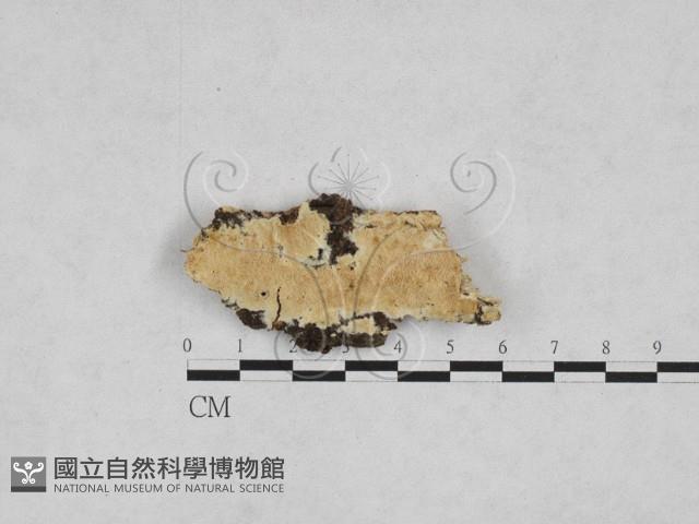 登錄號:F0028217藏品圖，第1張