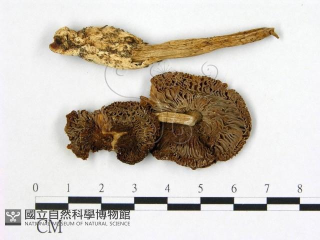 登錄號:F0020217藏品圖，第1張