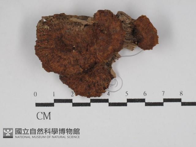 纖孔菌屬藏品圖，第1張