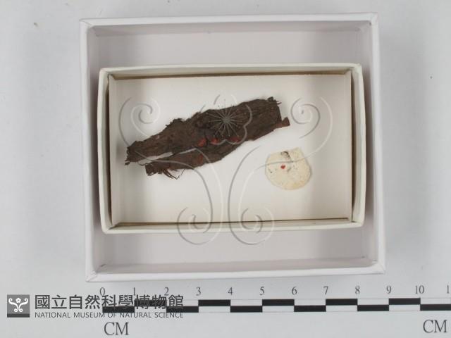 登錄號:F0021217藏品圖，第1張