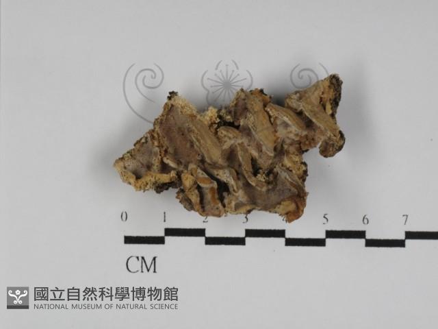 硬孔菌屬藏品圖，第1張