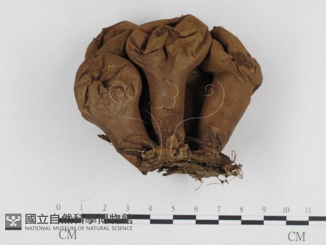 登錄號:F0024217藏品圖，第1張