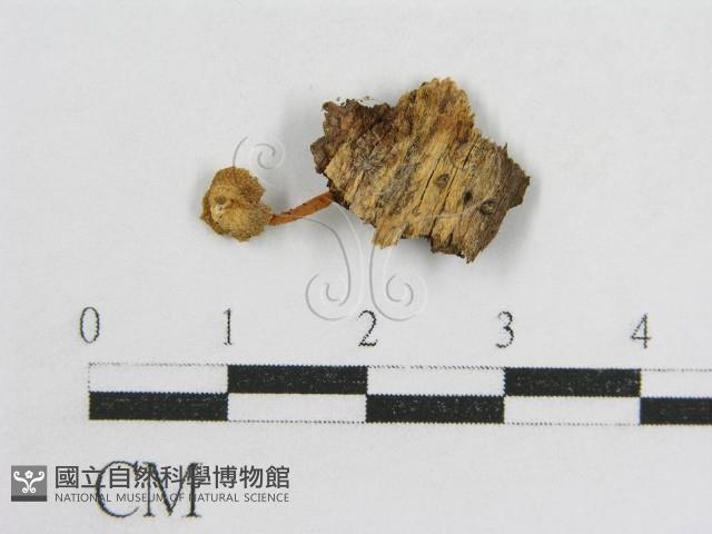 登錄號:F0014217藏品圖，第1張