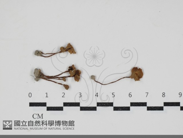 登錄號:F0034217藏品圖，第1張