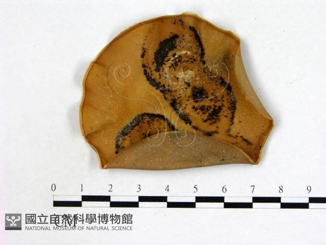 登錄號:F0002217藏品圖，第1張