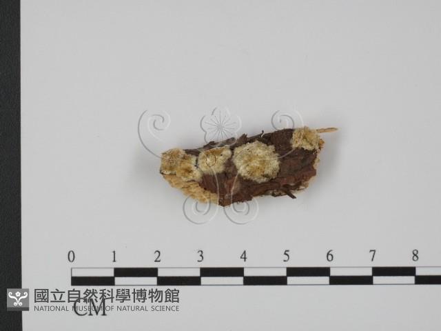 登錄號:F0012217藏品圖，第1張