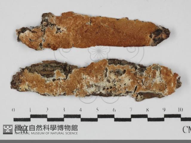 登錄號:F0032217藏品圖，第1張