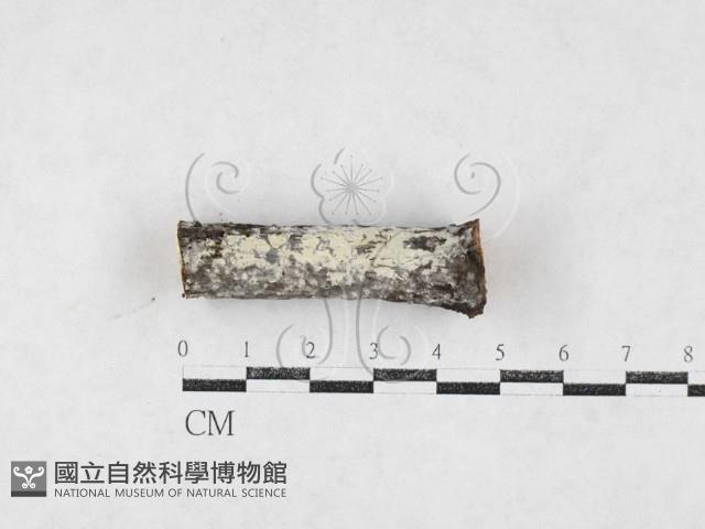 登錄號:F0027217藏品圖，第1張