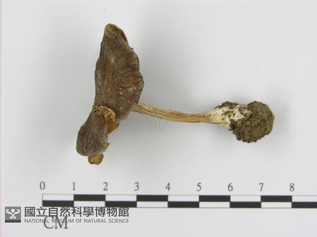 登錄號:F0017217藏品圖，第1張