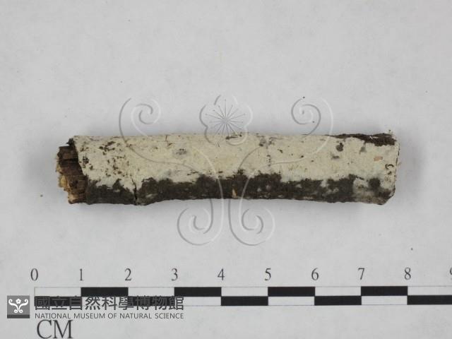 剛毛絲皮菌藏品圖，第1張