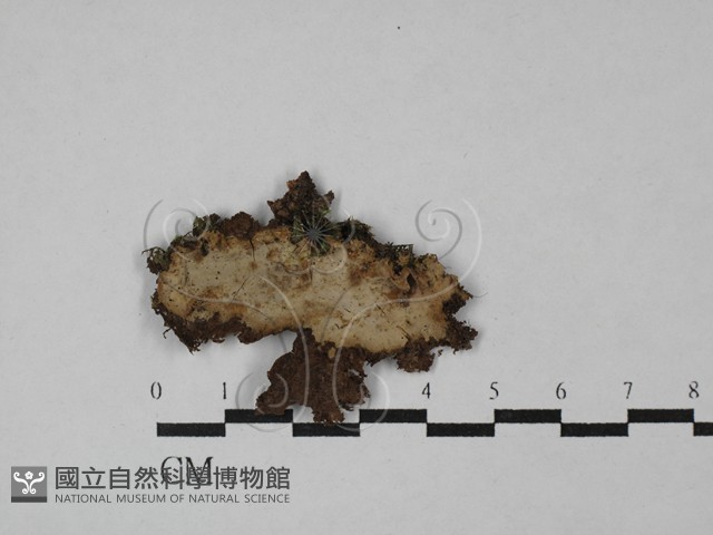登錄號:F0029217藏品圖，第1張
