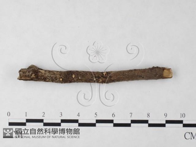 登錄號:F0023217藏品圖，第1張