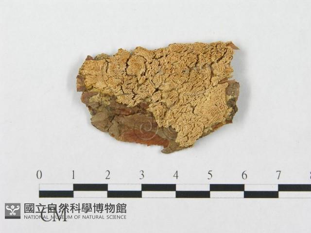 登錄號:F0003217藏品圖，第1張