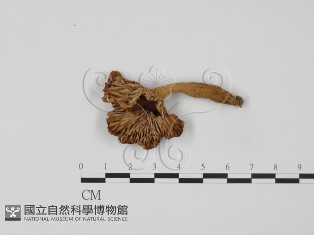 登錄號:F0013217藏品圖，第1張