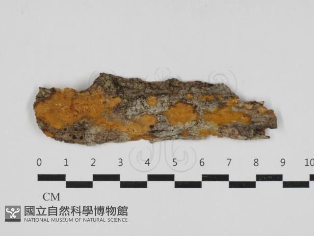 登錄號:F0033217藏品圖，第1張