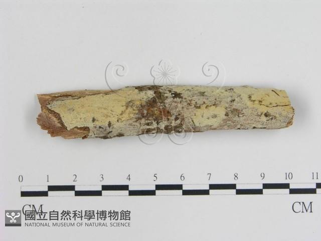登錄號:F0008817藏品圖，第1張