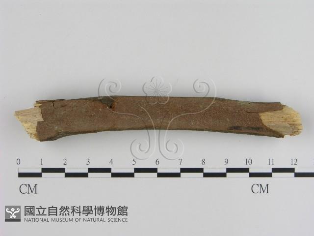 刺革菌屬藏品圖，第1張