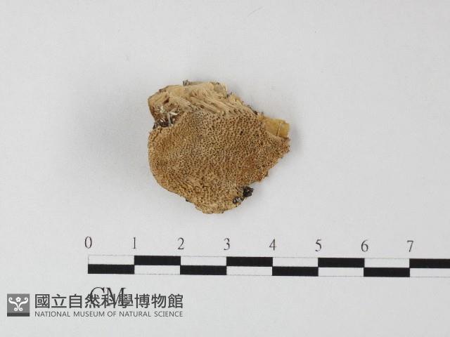 登錄號:F0006817藏品圖，第1張