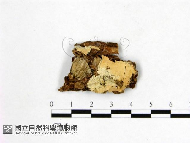 登錄號:F0016817藏品圖，第1張