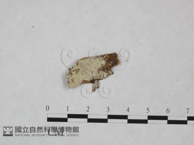 登錄號:F0021817藏品圖，第1張