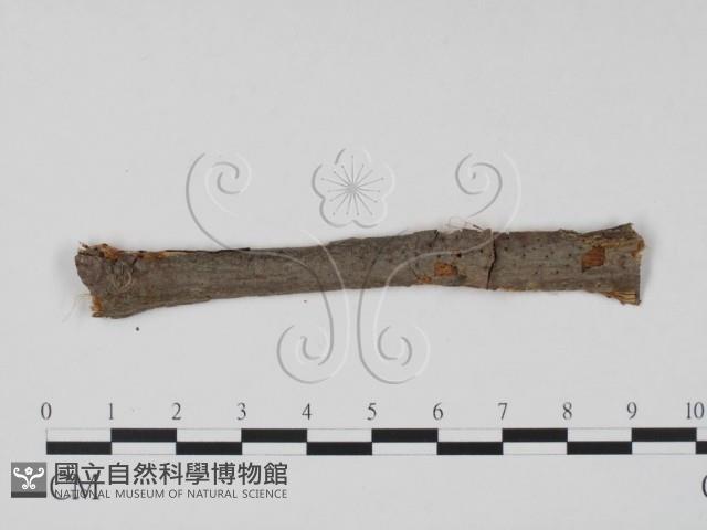 登錄號:F0011817藏品圖，第1張