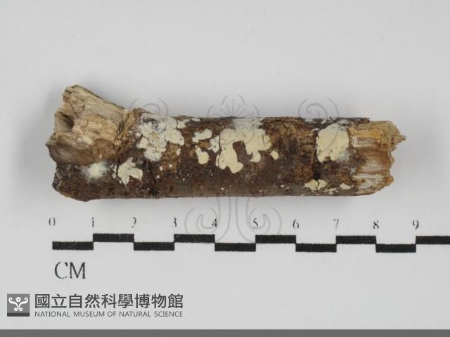 登錄號:F0031817藏品圖，第1張