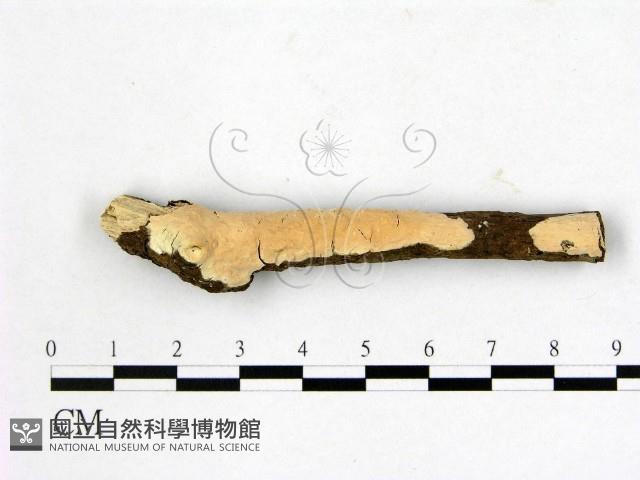 登錄號:F0014817藏品圖，第1張