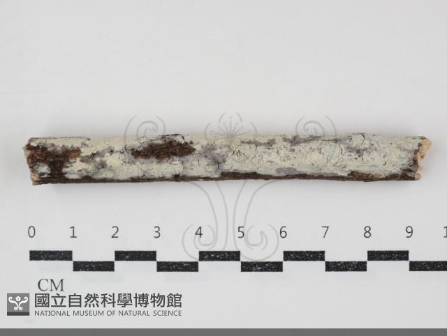 登錄號:F0034817藏品圖，第1張