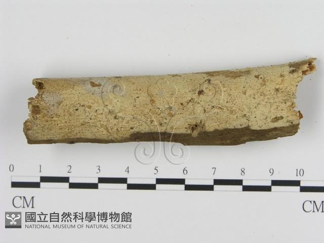 登錄號:F0002817藏品圖，第1張