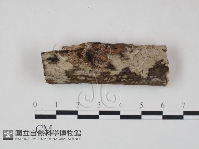登錄號:F0012817藏品圖，第1張