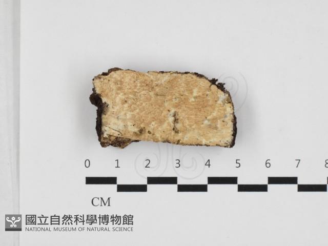 登錄號:F0032817藏品圖，第1張