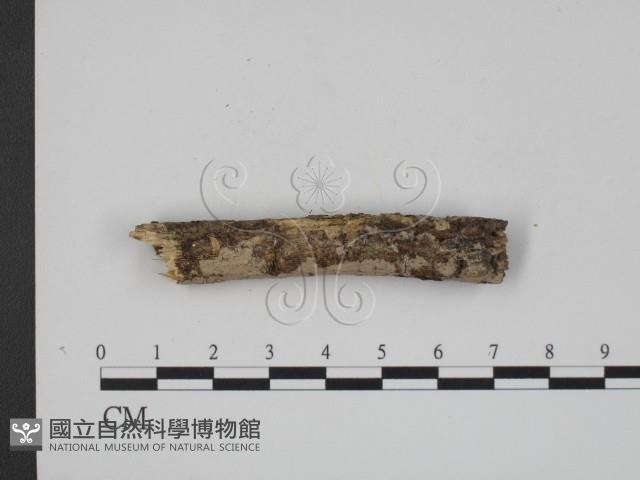 登錄號:F0007817藏品圖，第1張