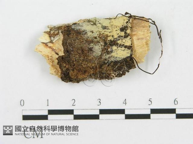 登錄號:F0017817藏品圖，第1張