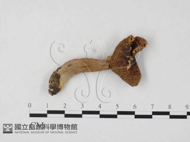 紅菇屬藏品圖，第1張