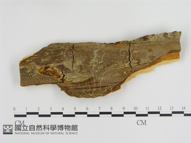 登錄號:F0005817藏品圖，第1張