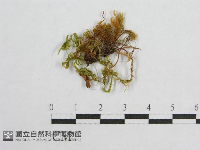 登錄號:F0015817藏品圖，第1張