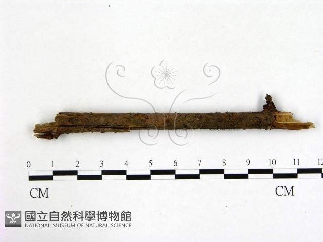 登錄號:F0009817藏品圖，第1張