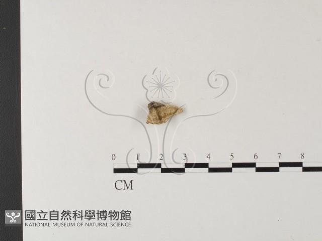 登錄號:F0023817藏品圖，第1張