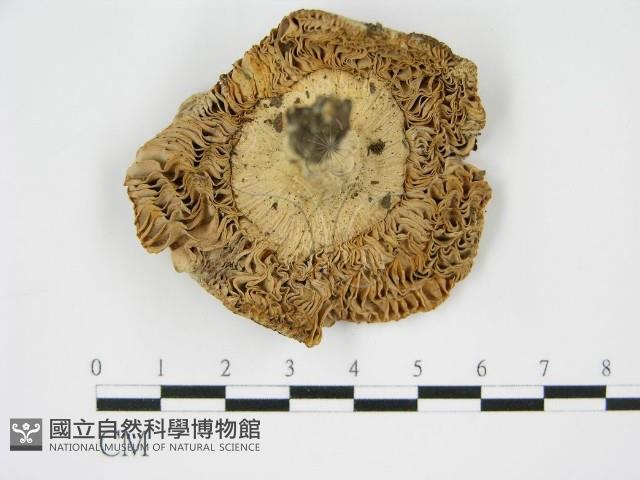 登錄號:F0003817藏品圖，第1張