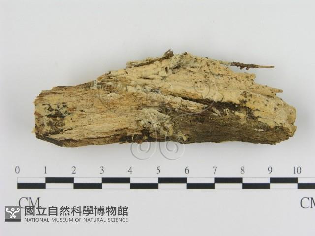 登錄號:F0013817藏品圖，第1張