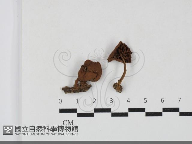 盔孢傘屬藏品圖，第1張