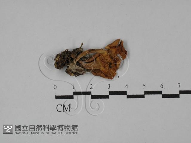 齒菌屬藏品圖，第1張