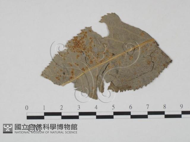 登錄號:F0018917藏品圖，第1張