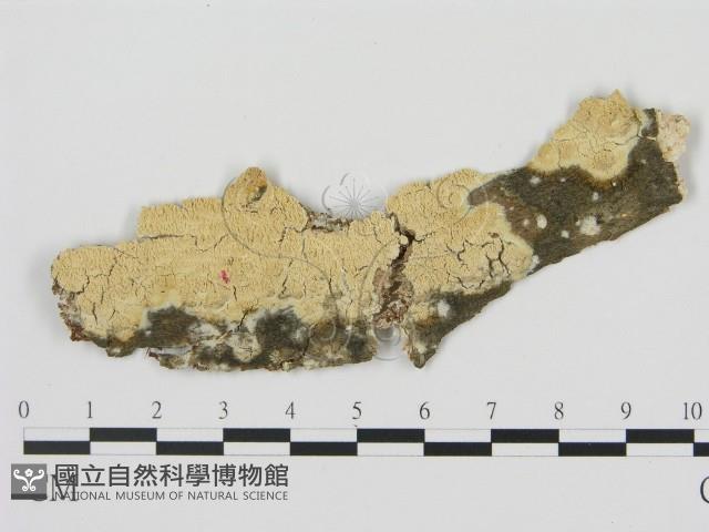 登錄號:F0020917藏品圖，第1張